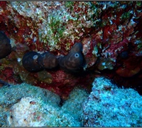 Chondrosia-reniformis-1.jpg